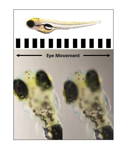 Assessing vision in zebrafish. If the 5 day old larvae see the black and white stripes rotating they move their eyes to track the movement.
