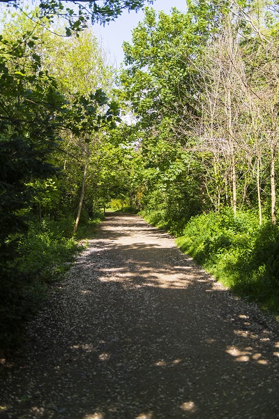 Woodland Walk for UCD Festival Biodiversity Trail, by University College Dublin/Vincent Hoban