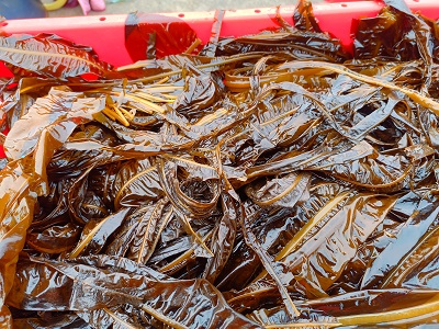 Freshly harvested kelp with top of red container visible
