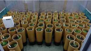 Ryegrass in the growth chamber expt