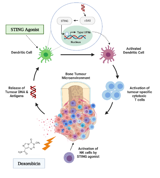 Immunoengineering diagram