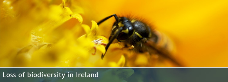 Loss of biodiversity in Ireland