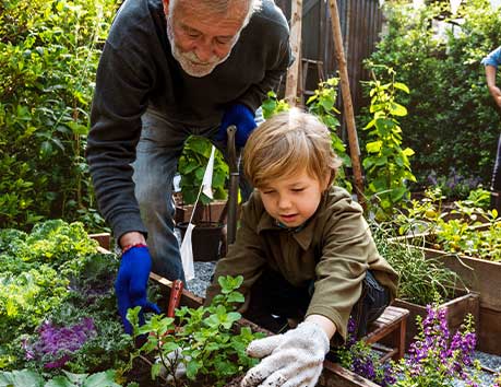 Young boy and grandfather working in a community garden.