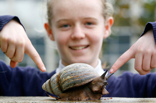 Kathy Ann Costello from St Patricks National School with an African Land Snail at the UCD Science Festival