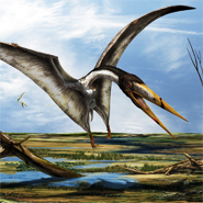 95 million year old jaw bones from Sahara help scientists identify new pterodactyl