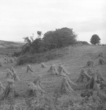 Corn stooks of four sheaves in a field with fairy rath or fort in the background, Loughinisland, County Down, 1962. (Photograph copyright National Folklore Collection, University College Dublin)