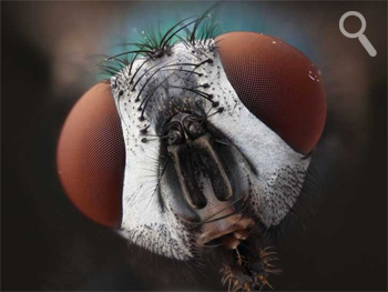 The Fly! - Karl Gaff, Research Technician, UCD School of Biomolecular & Biomedical Science