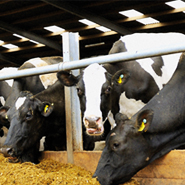 Over €2 million investment into UCD’s Lyons Research Farm