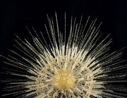 Blaschka Radiolarian 