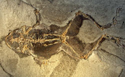 10 million year old fossilised frog specimen held by the Museu de Geologia del Seminari, Barcelona, Spain