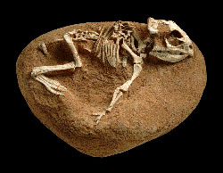 Dinosaur fossil