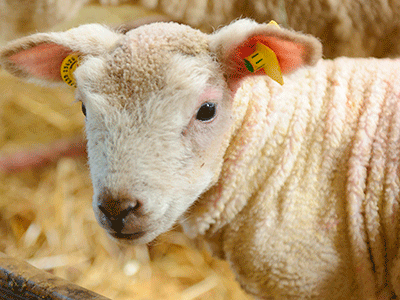 lamb-lyons-farm-UCD