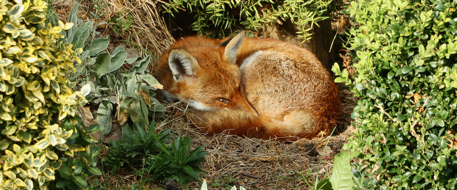 Image of fox asleep