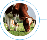 Agrifood Research at UCD
