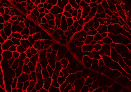 Blood vessels in the developing mouse retina stained with isolectin