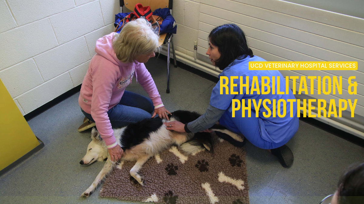 Vet nurse carrying out physio treatment on a dog. The dog is lying on the floor with its owner beside it