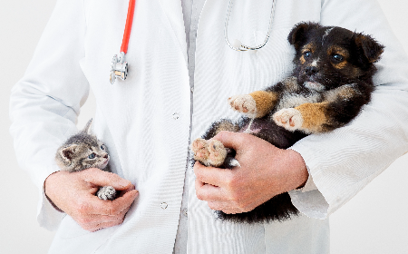 Our Small Animal services provide a wide range of expertise, diagnostics and treatment for companion animals.