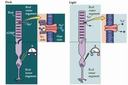 phototransduction.  Source: http://openwetware.org/wiki/BIO254:Phototransduction, 3 May 2014