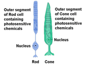 Rods and Cones. Source: http://clearsci.blogspot.ie/2011/01/sos-save-our-science-seeing-sharks.html, 3 May 2014