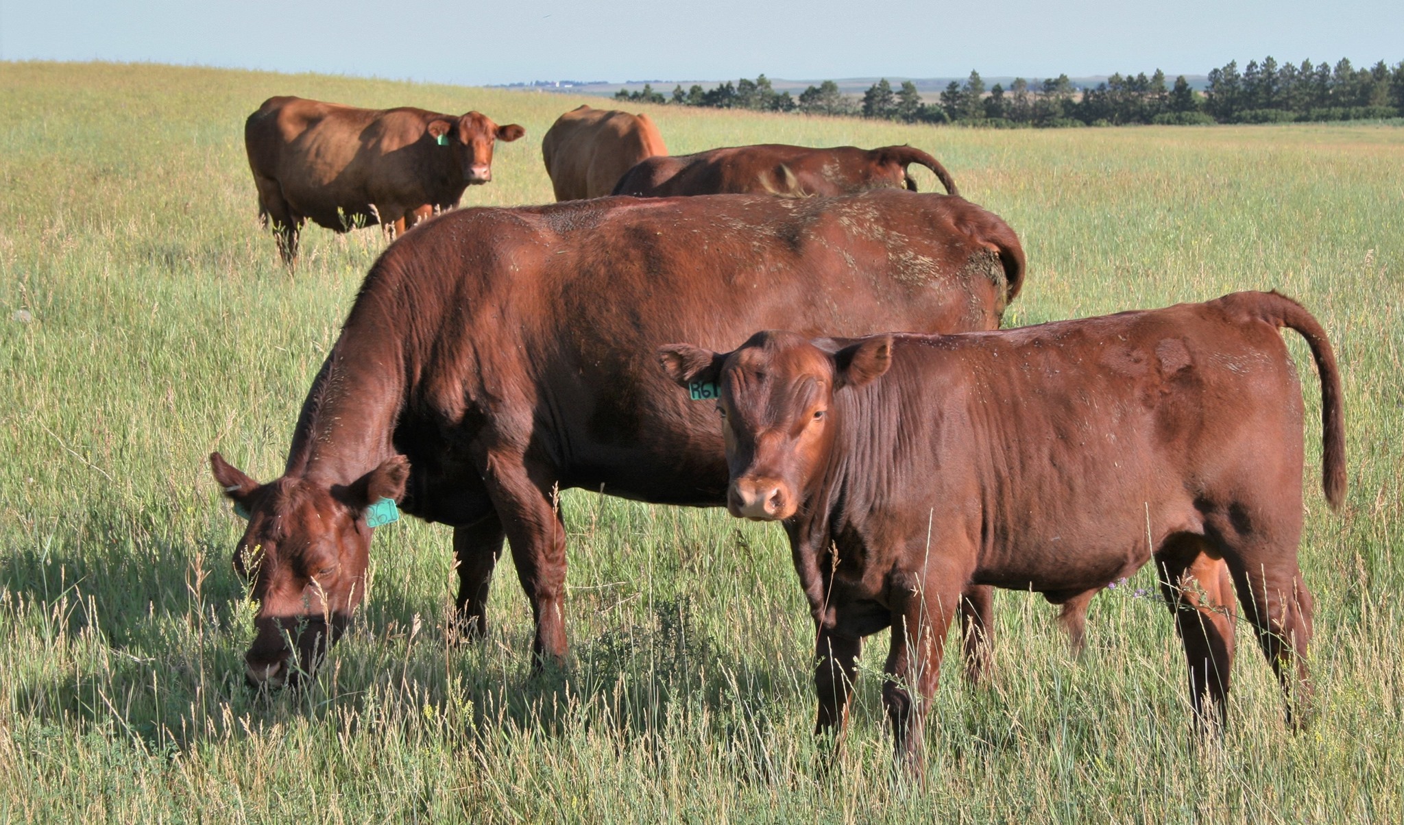 Crillo Cattle - Could heat resistant cattle be the industry\'s answer to climate change?