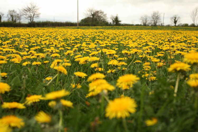 Yellow Flowers in a field