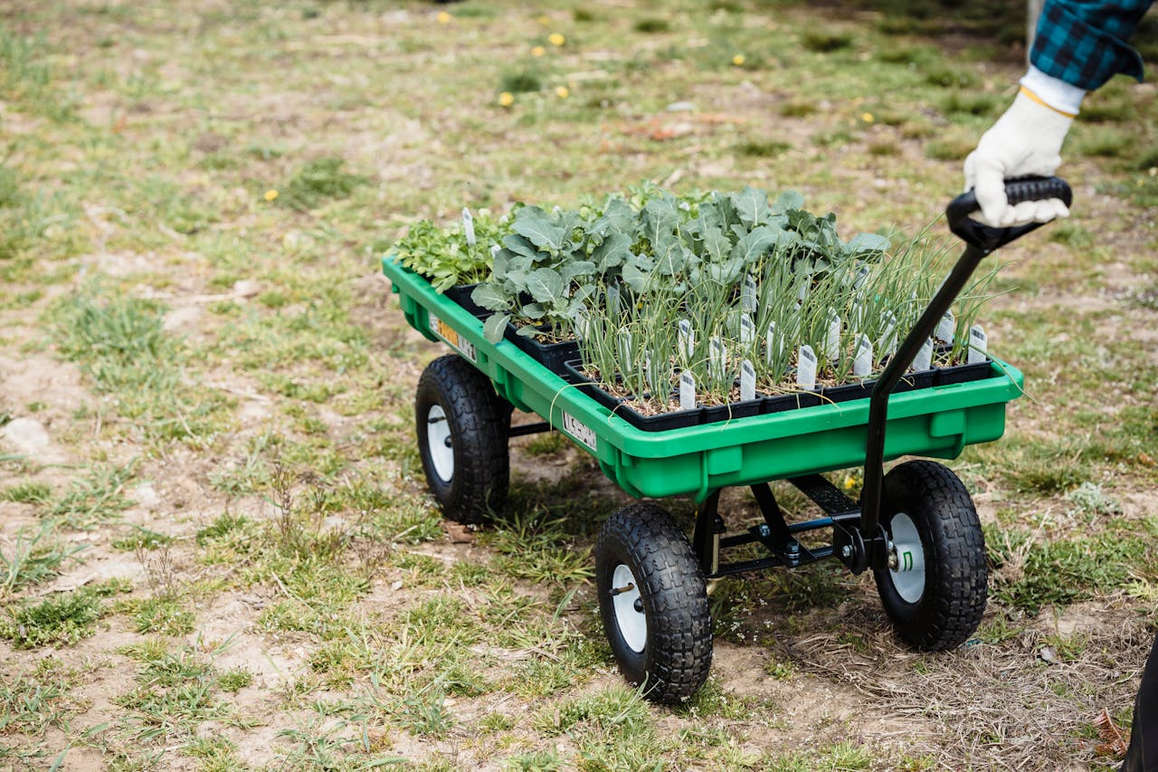 Plants in a trolley