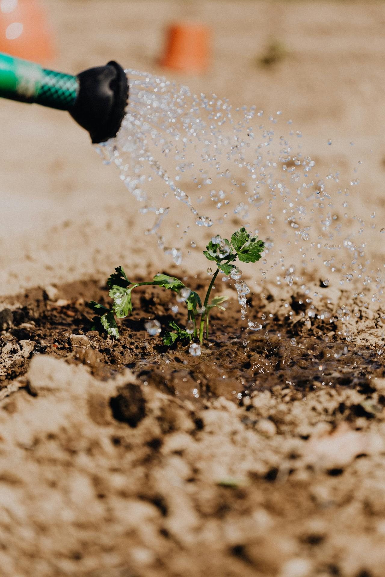 Watering a plant