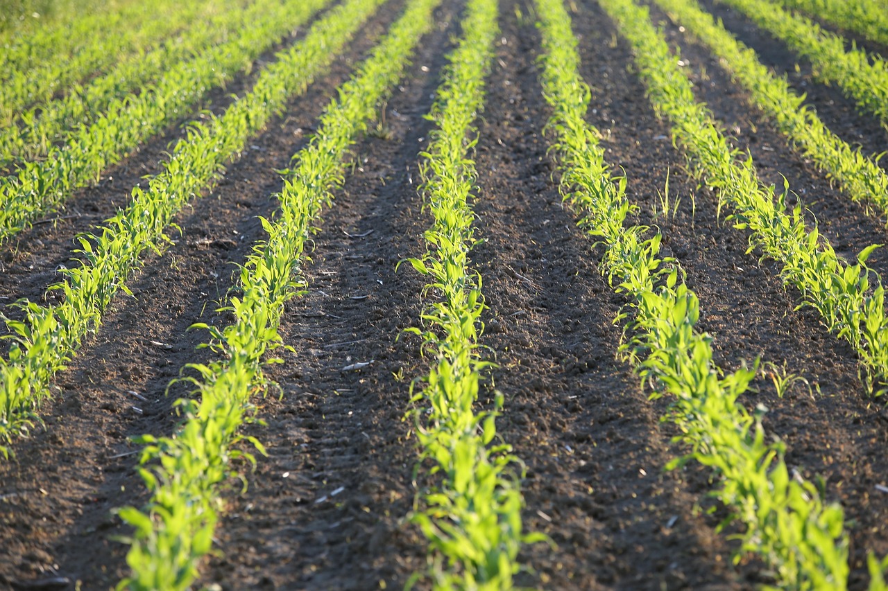 Young corn crops