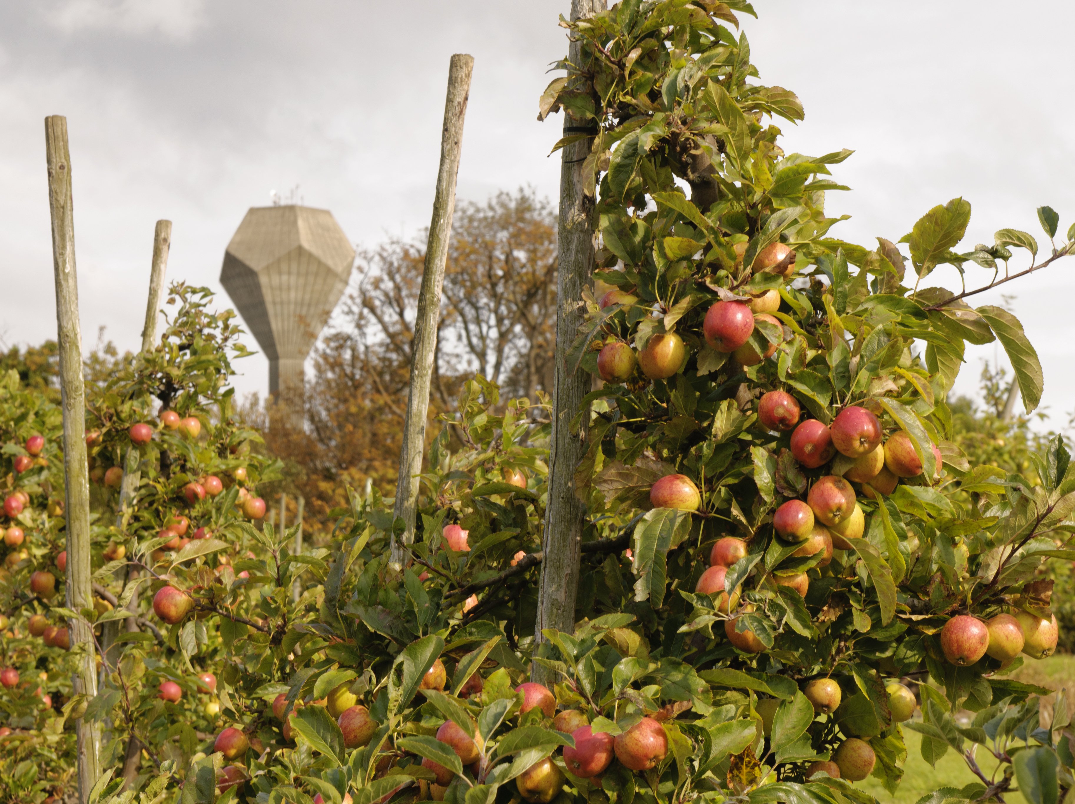 Apples on a very leafy branch with a water tower in the background.