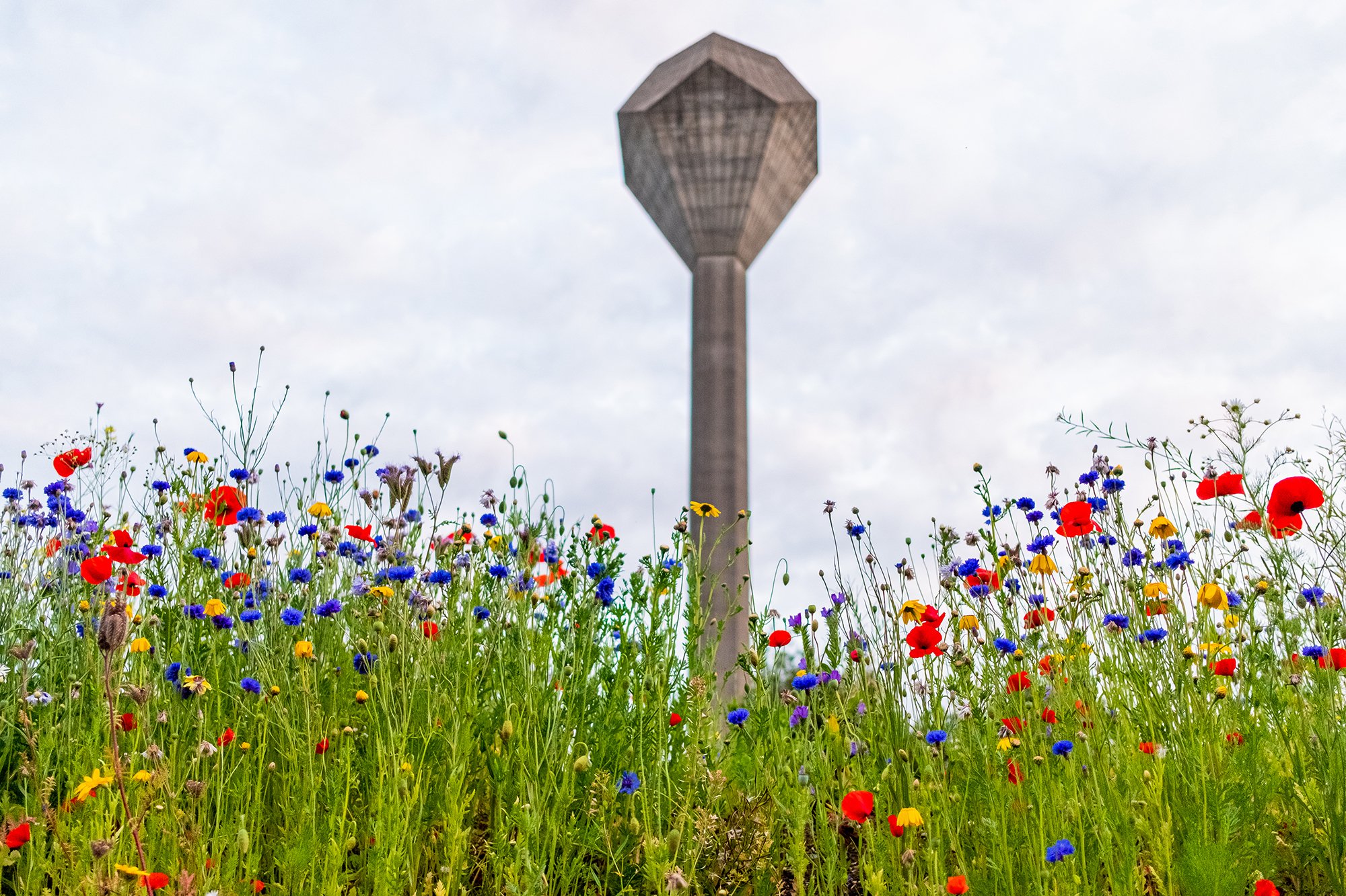 A photograph of a water tower in the background, with wild flowers int he foreground