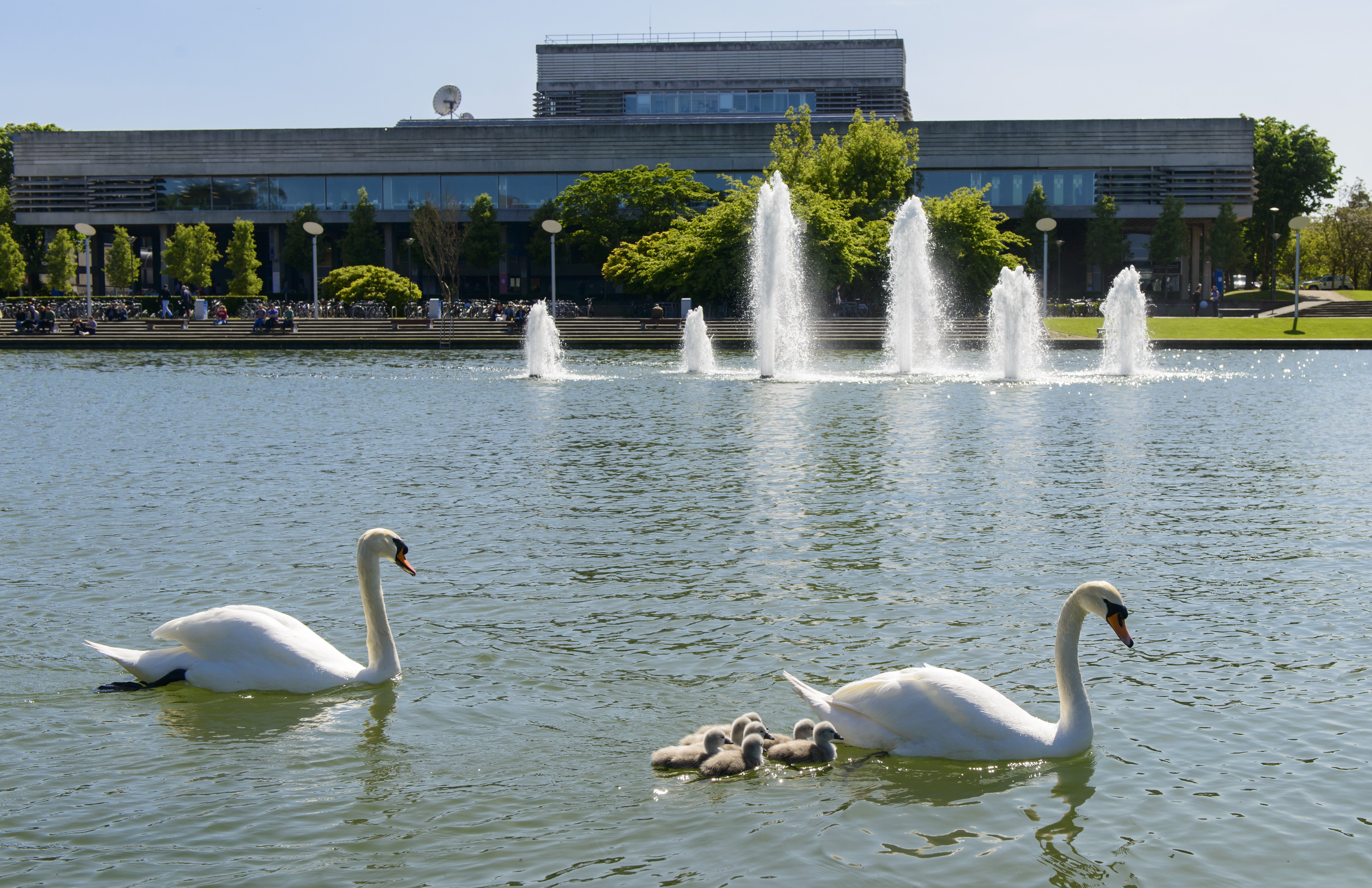 Two swans and some cygnets in a lake