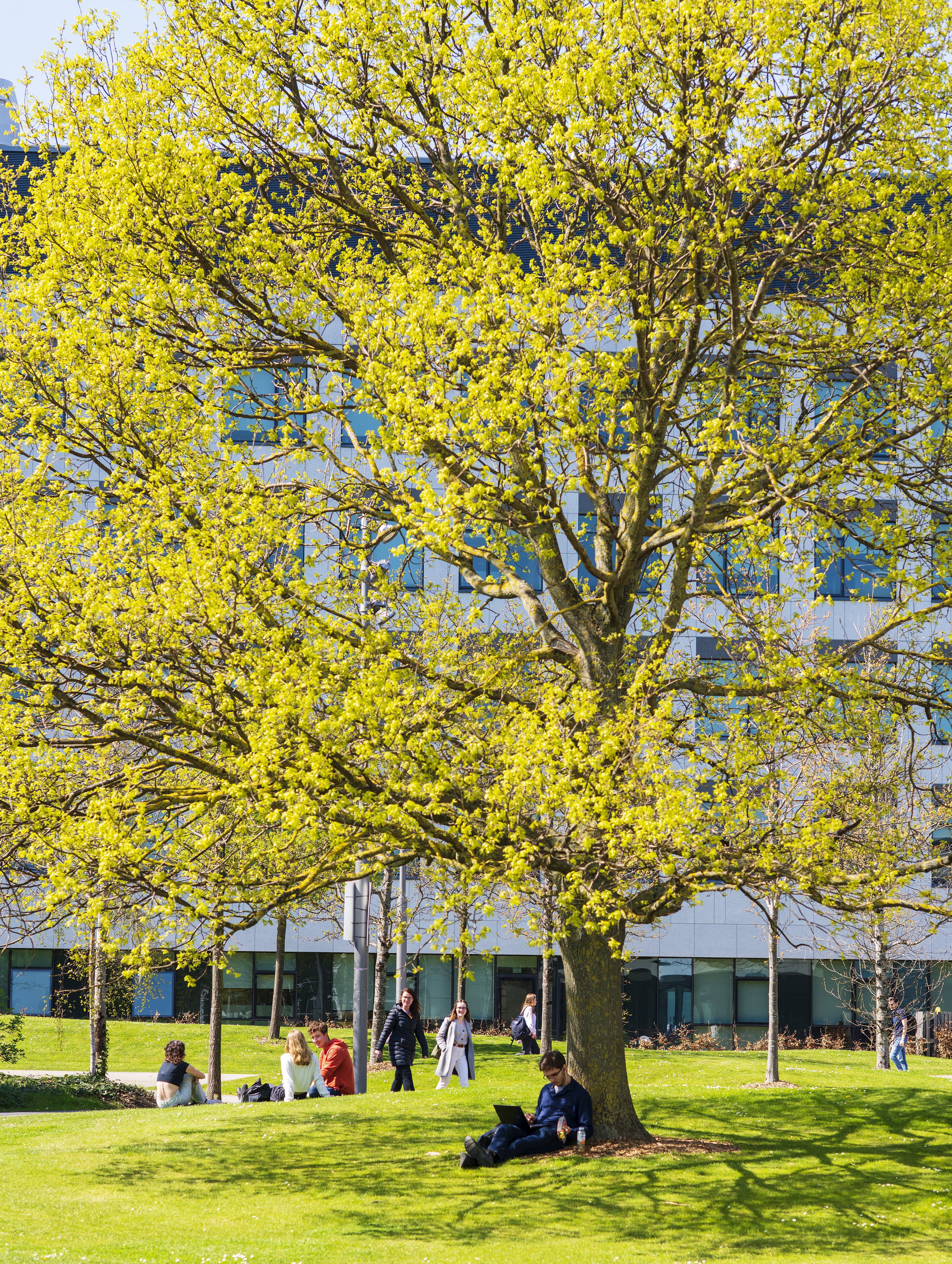 A student sitting under a large, blooming tree