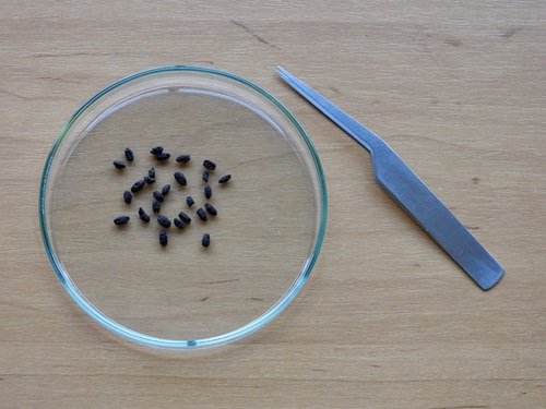 3000 year old charred Emmer wheat grains in a petri dish.