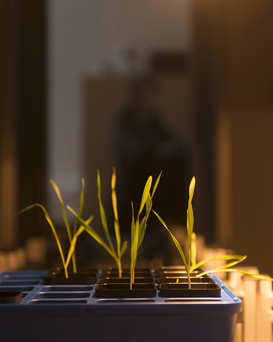 Plant science image showing crops growing indoors lit by sunlight