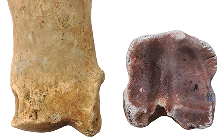 Congratulations to Associate Professor Jessica Smyth and Dr Fabienne Pigière on their new open\naccess paper in PLOS ONE detailing the earliest recorded evidence for cattle traction in Ireland ...