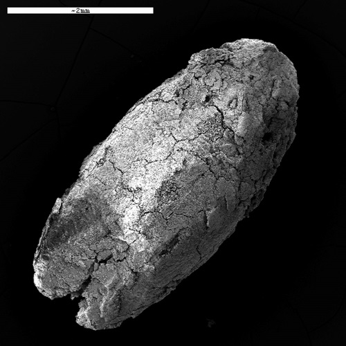 Black and white scientific image of 3000 year old charred Emmer wheat grain