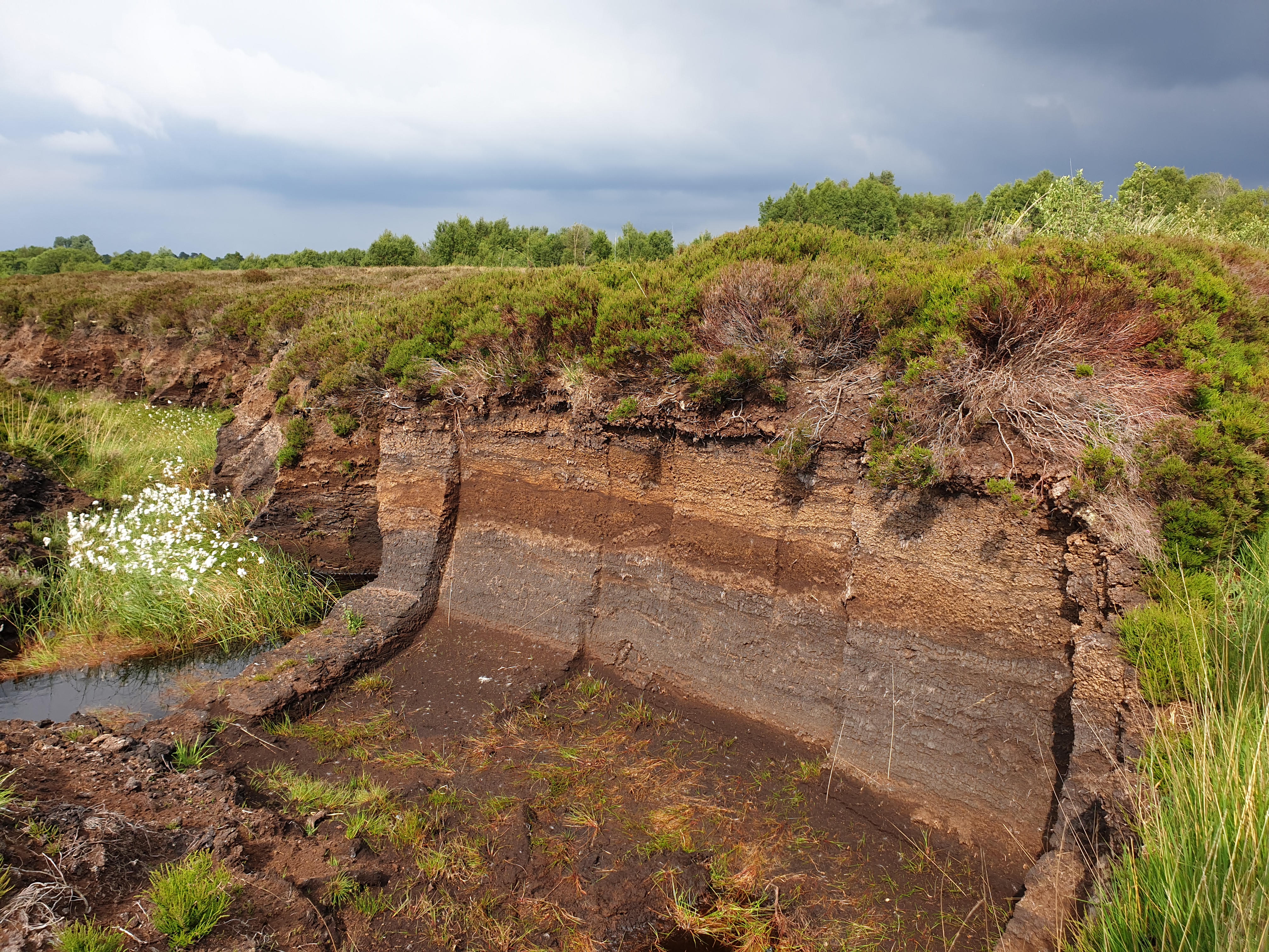 Raised bog