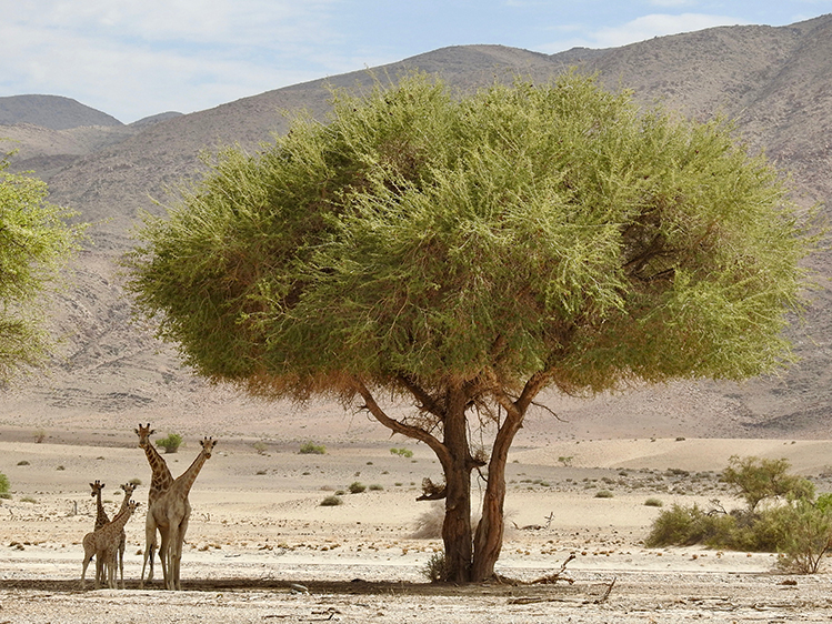 Three Giraffes under a tree