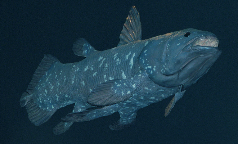 Coelacanth - the living fossil 