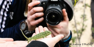 Photo of camera taking a picture of a lizard