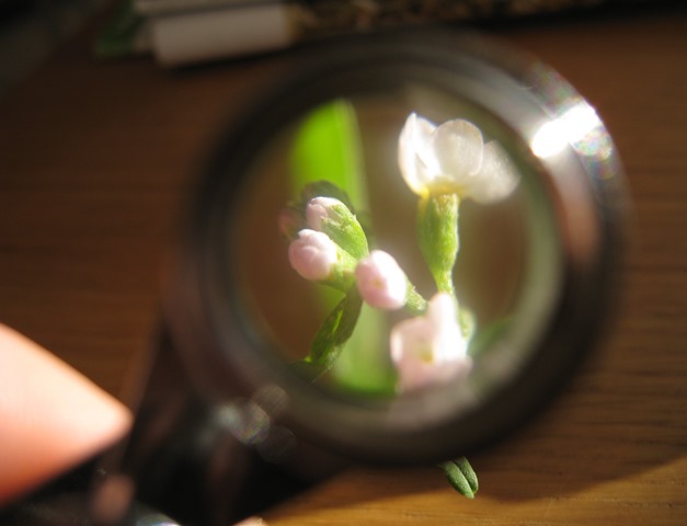 Plant under a magnifying glass