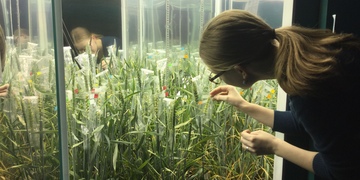 Student working with Plant Chamber