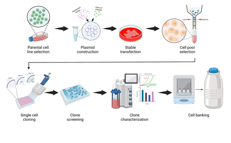 Cell Line Development