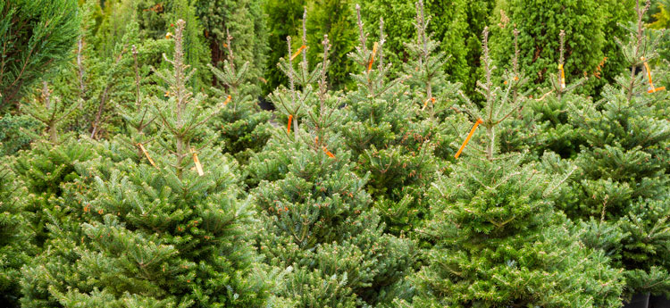 Which are greener, real or artificial Christmas trees?
