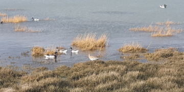 Read about the research objectives of our Blue Carbon project