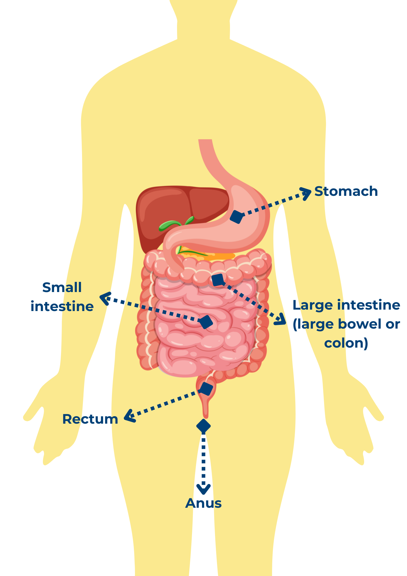 A anatomical diagram of the bowel. It includes the stomach at the top, connected to the small intestine, which is followed by the large intestine, then the rectum, and finally the anus.