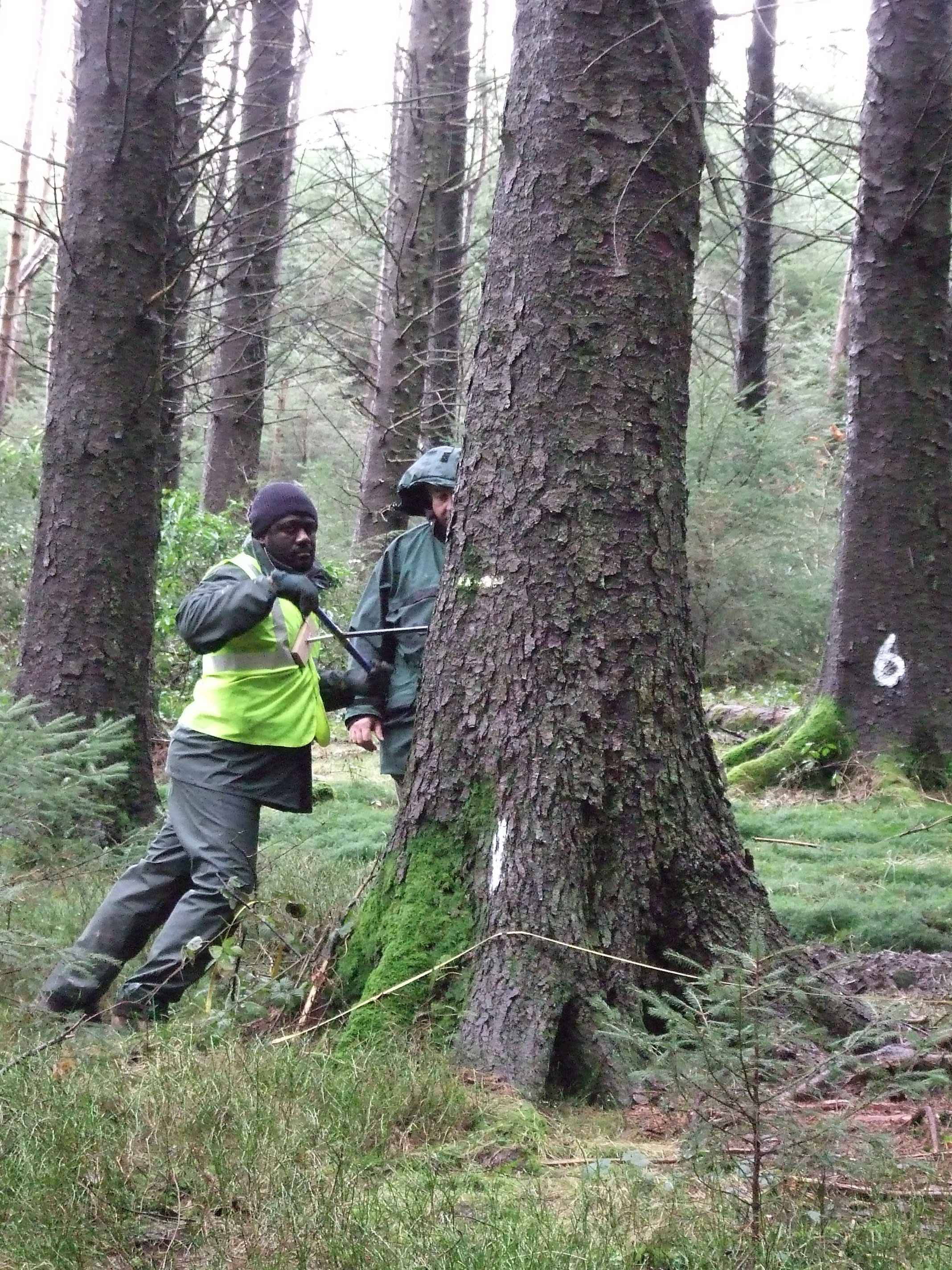 Armand Tene tackles a mature Sitka spruce -and later wins!