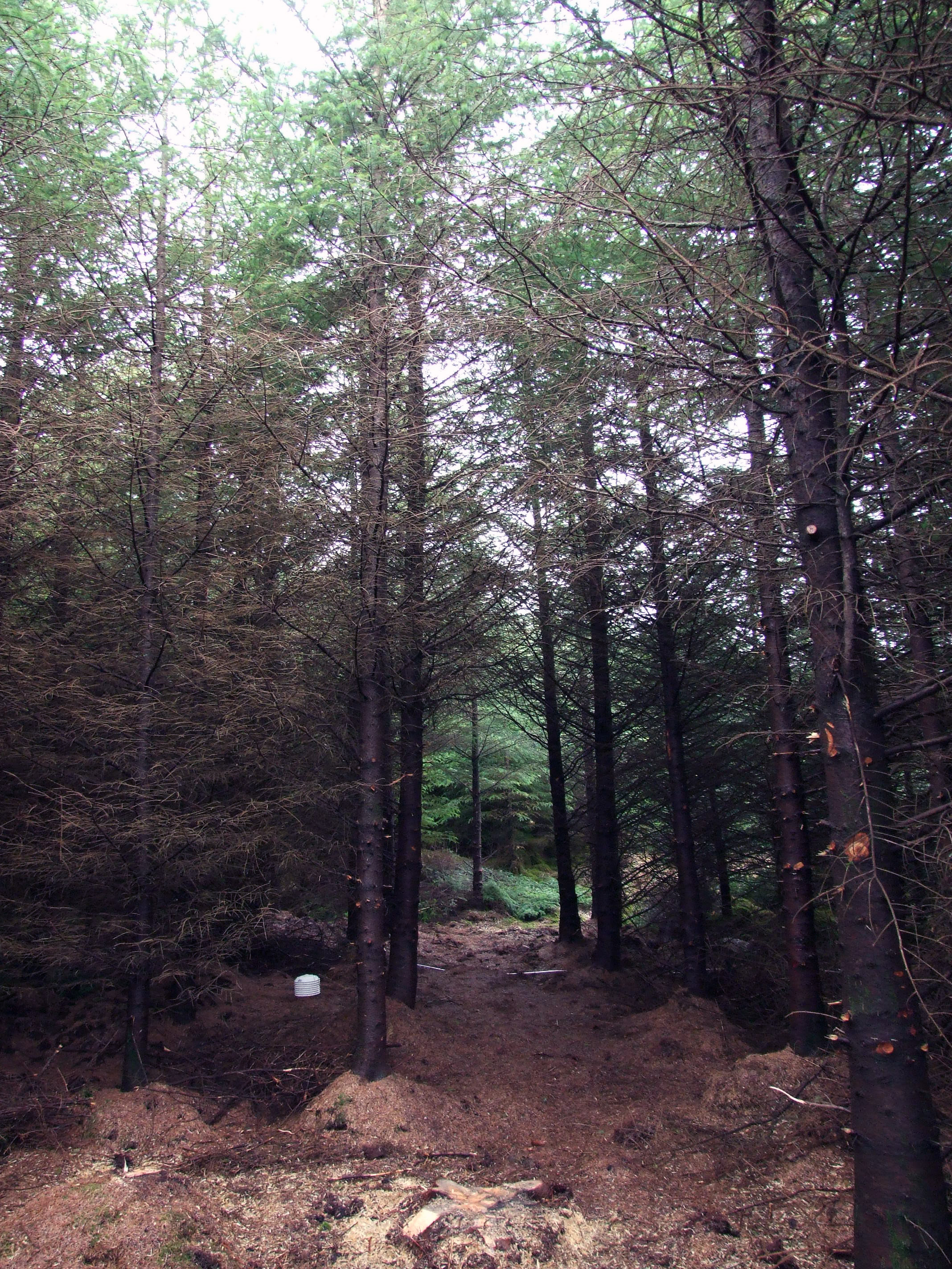 18-year-old Sitka spruce plantation with clearing for the roving trailer