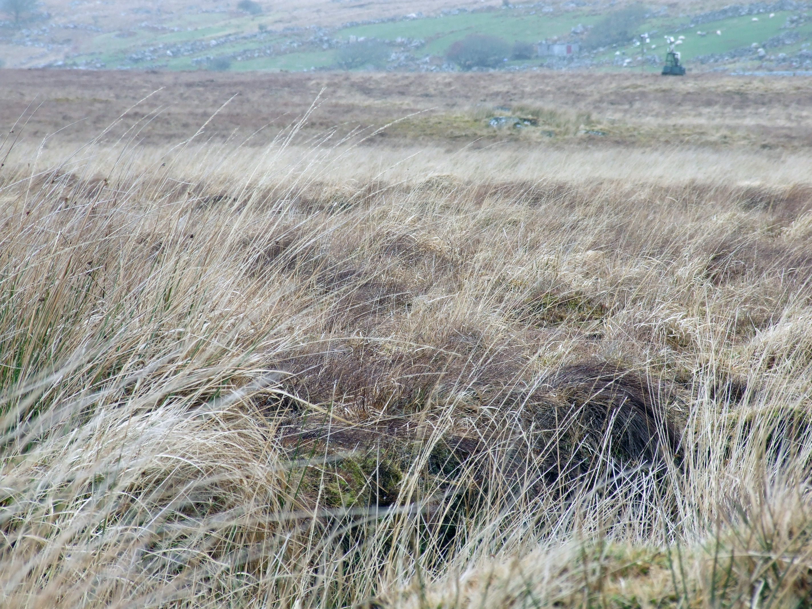 The heathland is currently used as grazing for sheep.