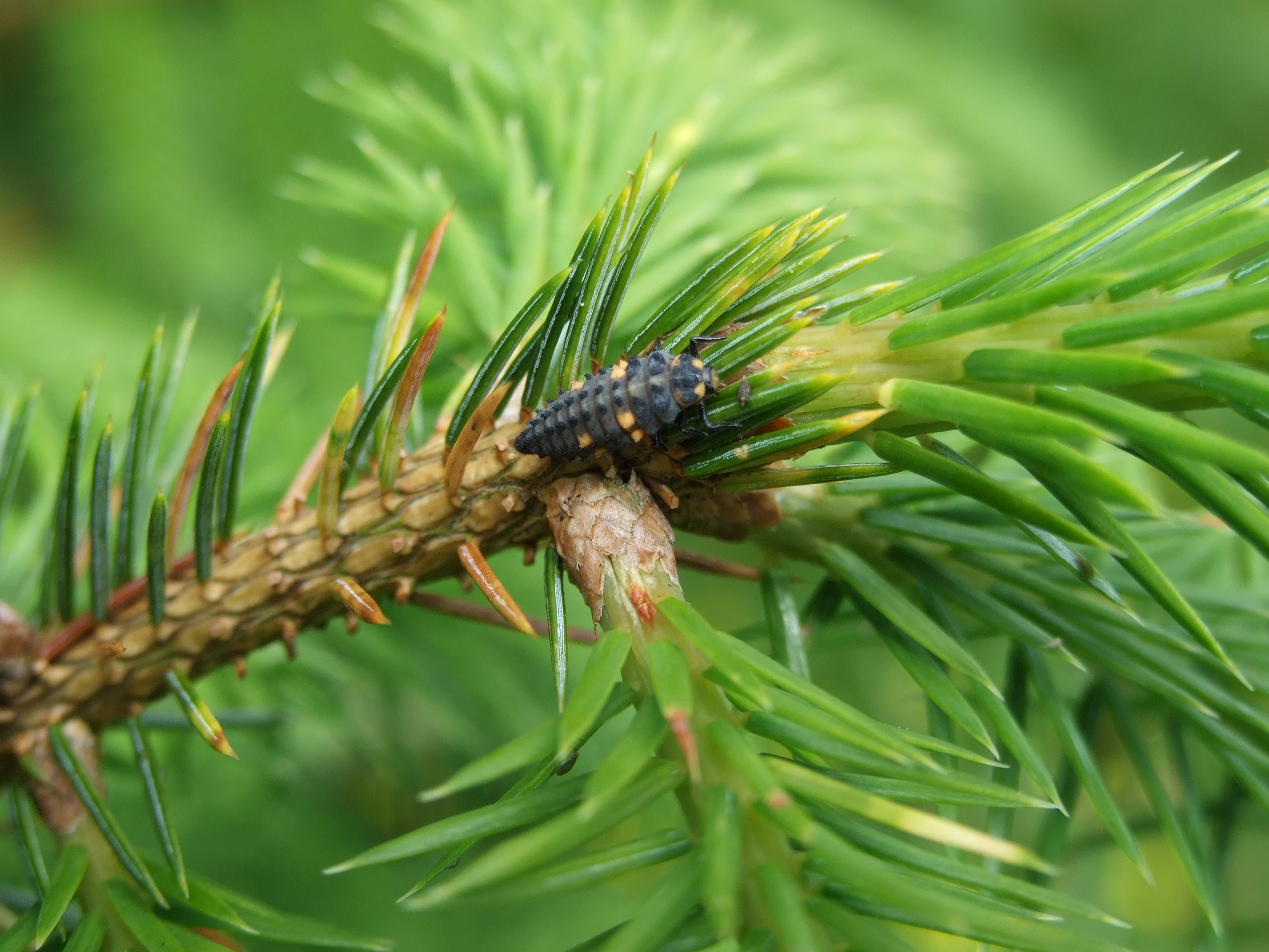 Aphids frequently cauce serious damage to the needles of Sitka spruce trees. Ladybird larvae are natural predators and contribute to aphid population control